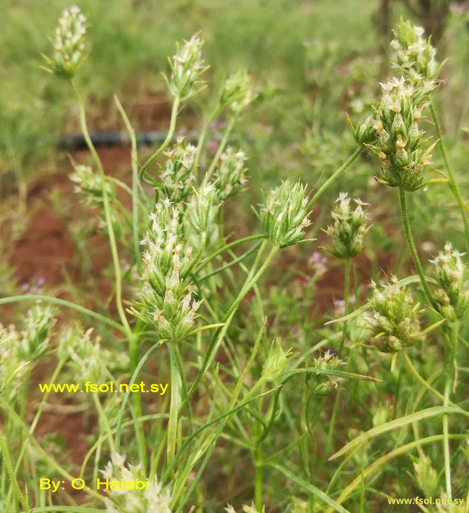 Plantago afra L.